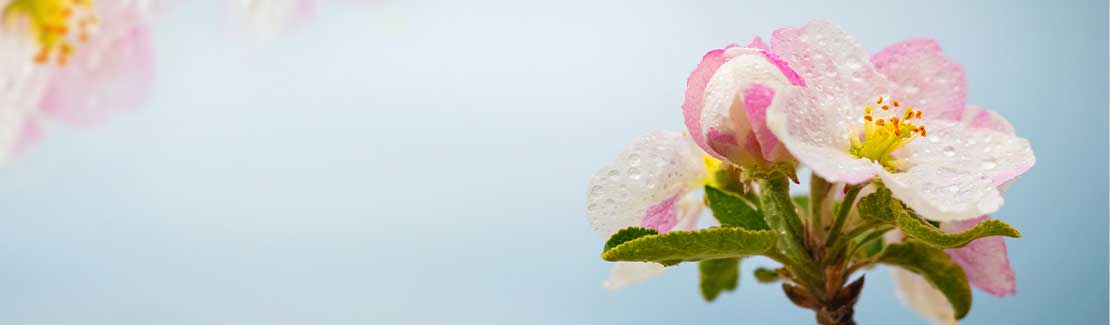 Bachblüten